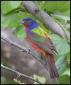 _3SB3484 painted bunting